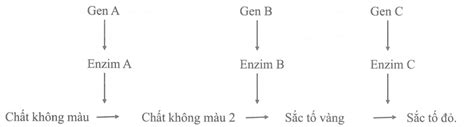 Một loài thực vật xét 3 cặp gen phân li độc lập quy định cho các enzim