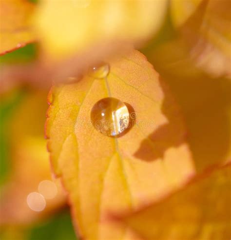 Gotas De Lluvia En Una Hoja Amarilla De Una Planta Imagen De Archivo