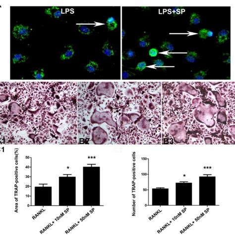 Substance P Promoted Rankl Induced Osteoclast Differentiation In Vitro