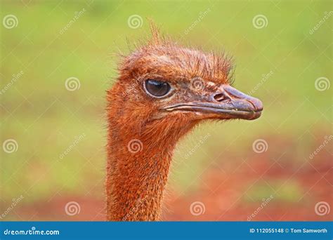 Ostrich Head The Wary Eye stock photo. Image of cuba - 112055148