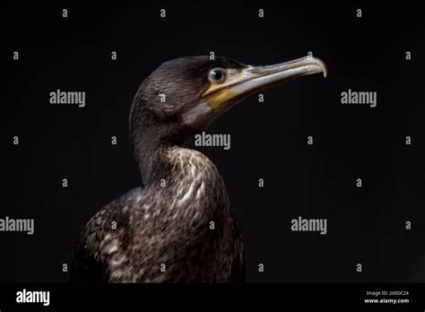 Juvenile Great Cormorant Hi Res Stock Photography And Images Alamy