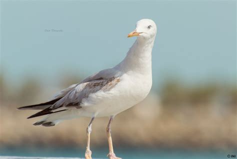 Surprised Shearwater On A Shore Inian Sivasankaran Flickr