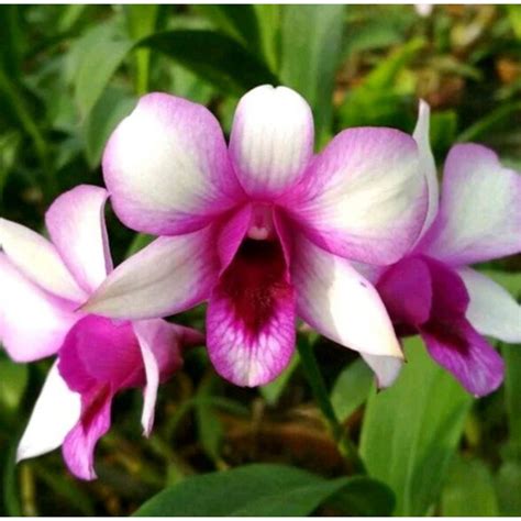 Jual Pohon Bunga Anggrek Dendrobium Dewasa Hawai Fancy Sudah Spike