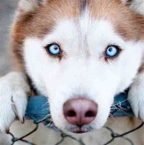 50 best Angry Huskies images on Pinterest | Siberian huskies, Funny ...