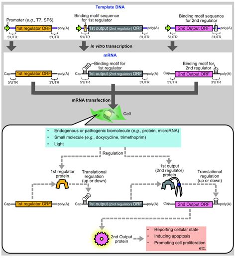 Life Free Full Text Protein Based Systems For Translational