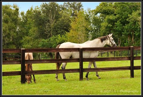 Ocala, Central Florida & Beyond: Horse farms & thoroughbreds - Ocala ...