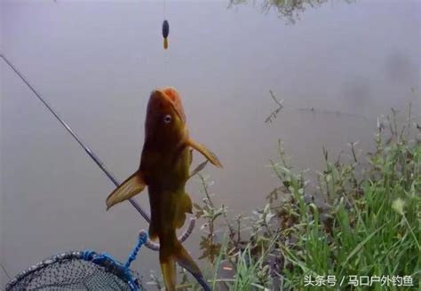 野釣鯽魚用什麼打窩誘魚最快？細說顆粒和酒米的利和弊 每日頭條