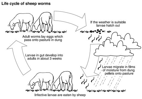 Barbers Pole Worm Stock Sense Fact Sheets