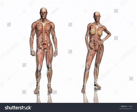 Anatomy Of Man And Anatomically Correct Medical Model Of 51 OFF