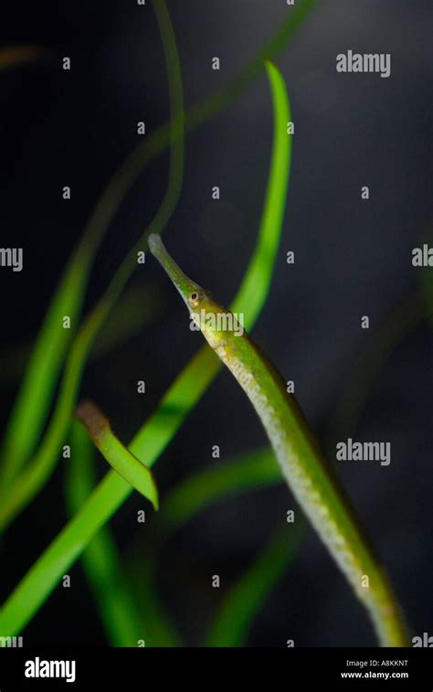 Northern Pipefish Syngnathus Fuscus Stock Photo Alamy