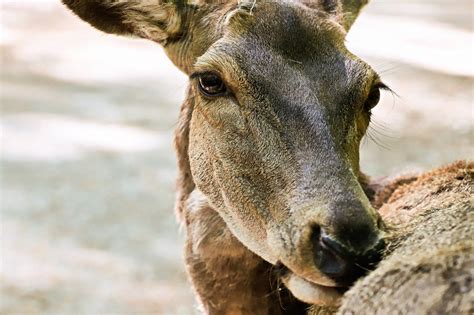 Fallow Deer Wild Free Photo On Pixabay Pixabay