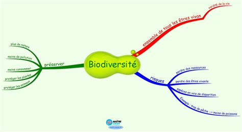 Carte mentale la biodiversité CP CE1 CE2 Maître Lucas