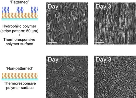 Alignment Of Human Skeletal Muscle Myoblasts On Patterned And