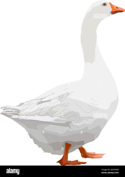 Realistic Farm White Goose Isolated Vector Illustration Stock Vector Image And Art Alamy