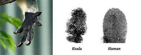 Koala Fingerprints – Awesci – Science Everyday