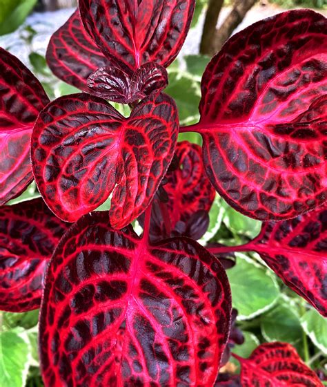 Tropical Plants With Red Leaves