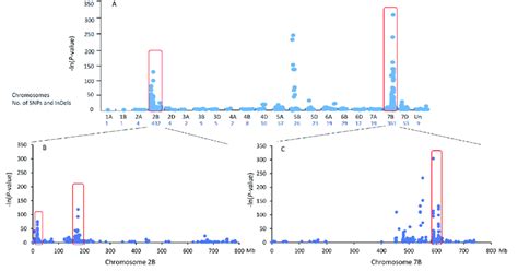 BSR Seq Analysis Identified Single Nucleotide Polymorphisms SNPs