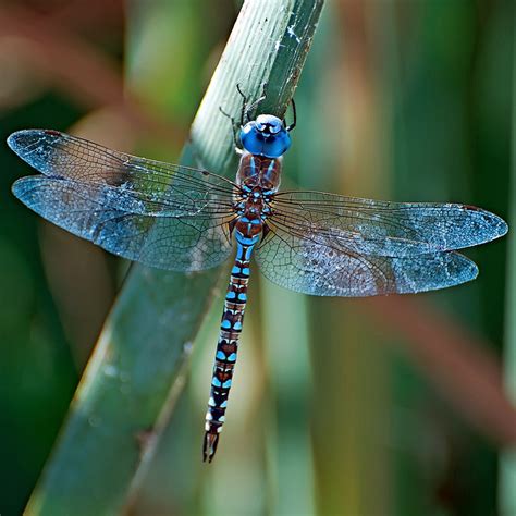 dragonfly delight  life cycle  superb macrophotography  ark