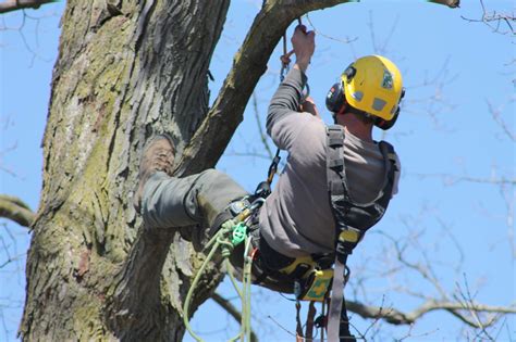 6 Things To Ask When Hiring An Arborist Baum Tree Care