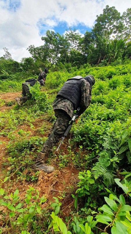 Militares ubican plantación de coca en Patuca Olancho