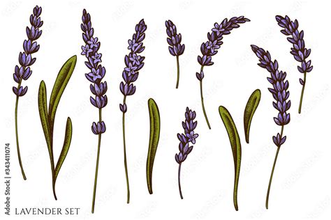 Vector set of hand drawn colored lavender Stock Vector | Adobe Stock