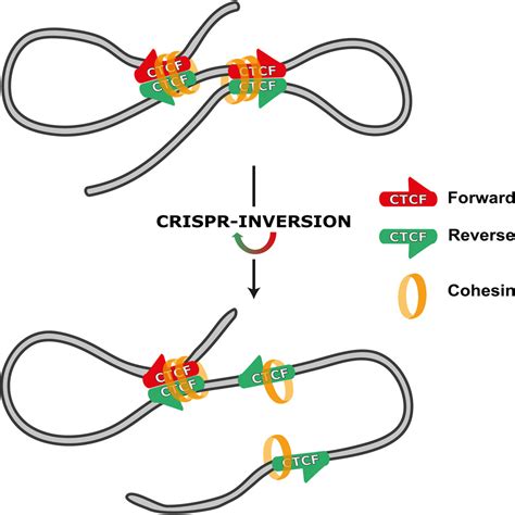 Ctcf Binding Polarity Determines Chromatin Looping Molecular Cell