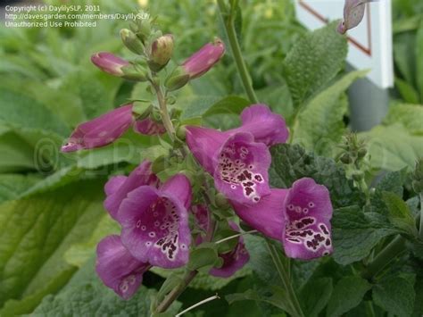 Plantfiles Pictures Digitalis Common Foxglove Lady S Glove Foxy Mix