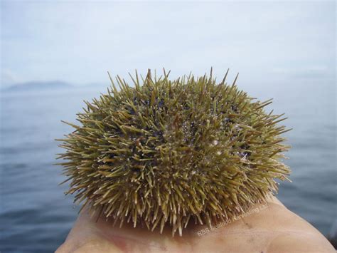 Green Sea Urchin Rbs Seafood Harvesting Ltd Strongylocentrotus