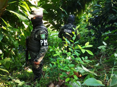 FFAA asegura dos hectáreas de arbustos de coca Noticias Cholusat Sur