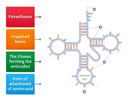 Structure Of Trna Labelled Diagram