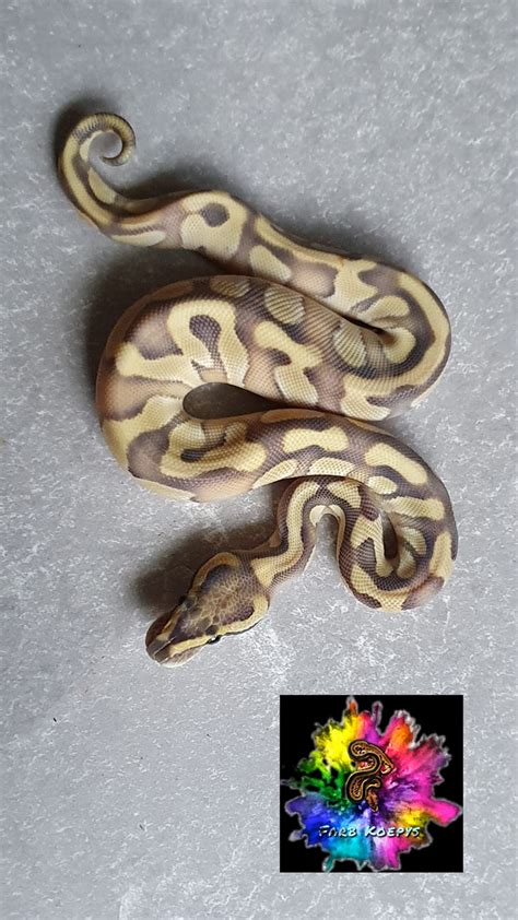 Butter Enchi Desert Ghost Ball Python By Farb Koepys Morphmarket