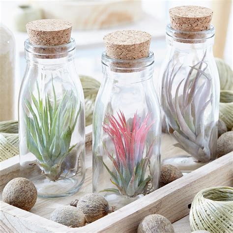 Buy Air Plant In A Glass Bottle Tillandsia Multiflora £1299 Delivery