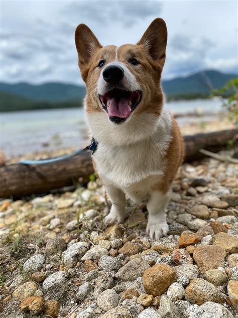 This Good Boi Is Tucker And He Just Turned 12 Today Corgi