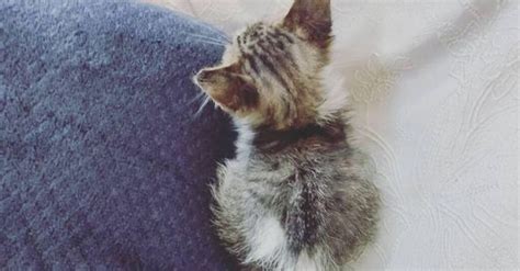 Destin extraordinaire une femme rencontre un chaton abandonné ce qui