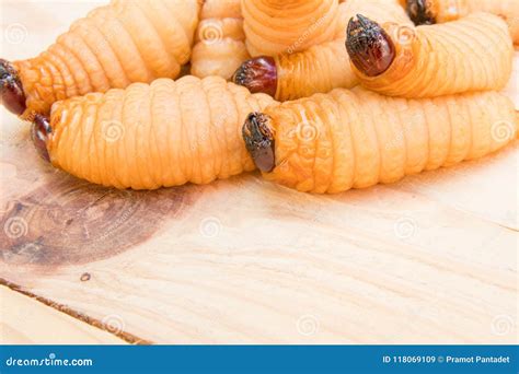 Gorgojo Rojo De La Palma En Las Larvas De Madera Del Ferrugineus De