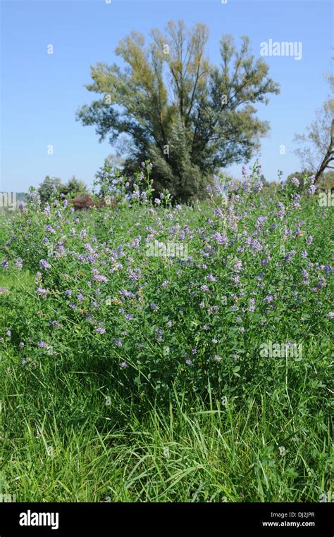 Medicago Sativa Luzerne Hi Res Stock Photography And Images Alamy