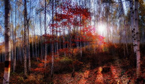 Autumn Forests Birch Trees Hd Wallpaper Rare Gallery