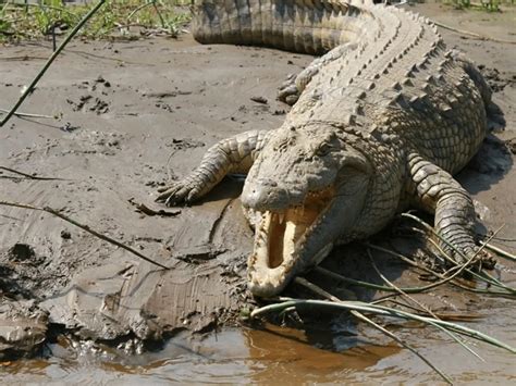 Does an Alligator Have a Stronger Bite than a Crocodile? - Animals Insider