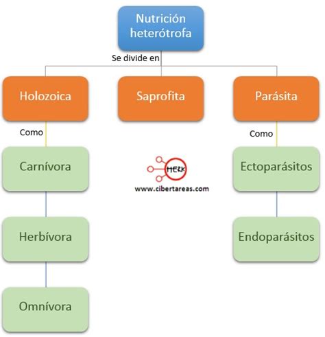 Nutrición Heterótrofa Biología 1 Cibertareas