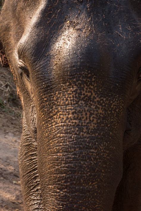 Perfil De La Cara Del Elefante Imagen De Archivo Imagen De Pista