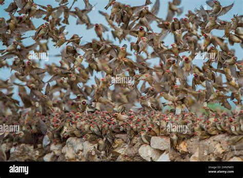 A Mega Flock Of Red Billed Quelea Quelea Quelea Gather At A Water