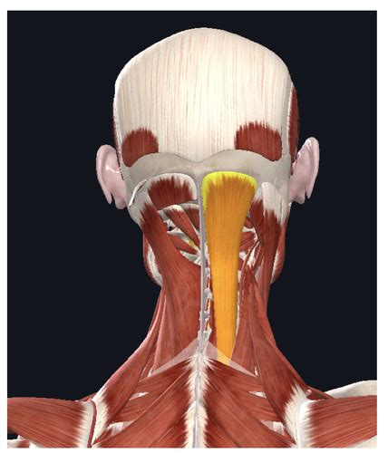 Suboccipital Deep Neck Muscles Flashcards Quizlet