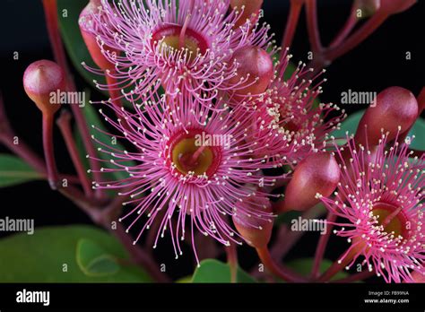 Extreme Closeup Of Beautiful Pink Eucalyptus Flowers And Buds Isolated