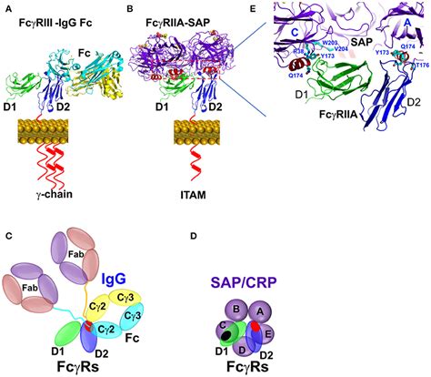 Frontiers Pentraxins And Fc Receptor Mediated Immune Responses