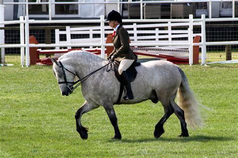 Highland Pony Breed Guide: Characteristics, Health & Nutrition | Mad Barn