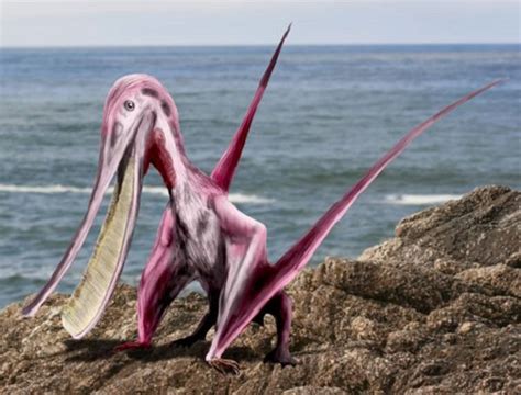 5 Pterodaustro Also Known As The Pterosaurs It Had A Wingspan Of 4