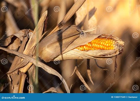 A Yellow Cob Of Corn On The Field Stock Image Image Of Agriculture Nature 138077549