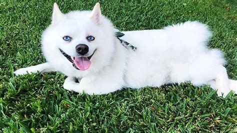 Pomsky El Cruce De Pomerania Y Husky Hogarmania