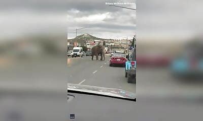 Un L Phant Sauvage Se Prom Ne Dans Une Petite Ville Du Montana Apr S S