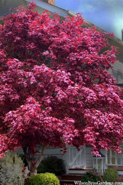 Buy Moonfire Japanese Maple Tree Free Shipping Wilson Bros Gardens 5 Gallon Pot For Sale